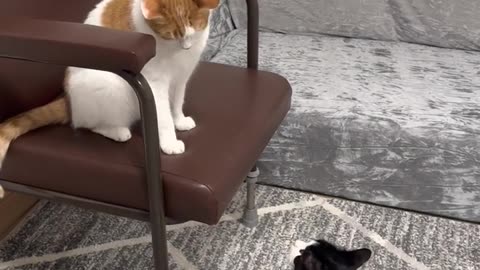 Cat Vs cat amazing fight cat killed cat second 17