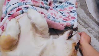 Does your corgi have a favorite blanket? 🐶❤️