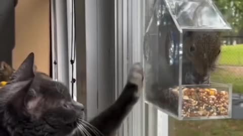 Hey you, leave the bird's food alone!