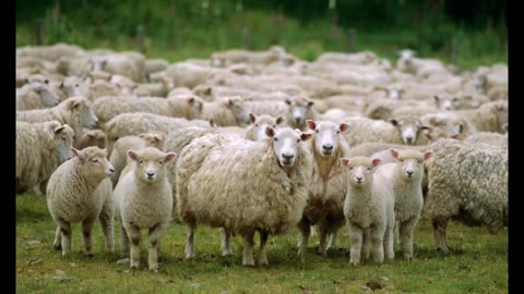 I AM NOT A SHEEP - The Shadow Banned