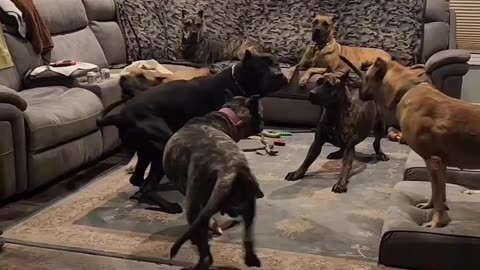 Cane Corso Sucurity System Engage