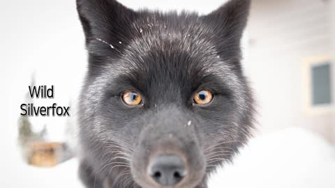 Wild Silverfox feeding