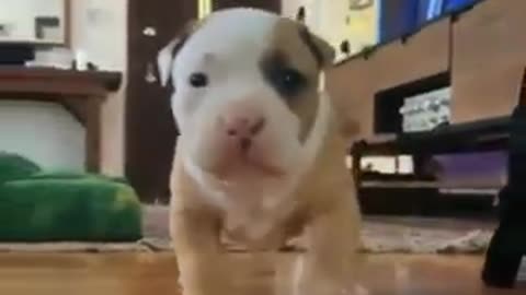 See this cute puppy