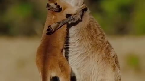 Kangaroo Mom Embraces Her Baby