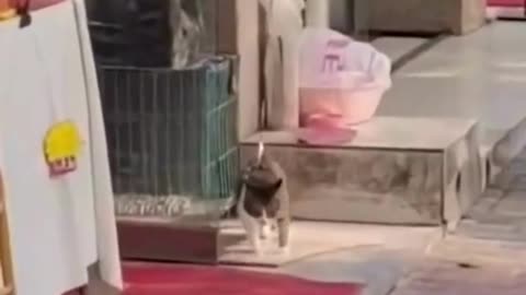 FUNNY CUTE CATS VIDEO 2022|ANIMAL VIDEO#SHOTS#REEL#FUNNY