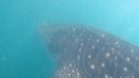 Whale Shark Tour La Paz, BCS