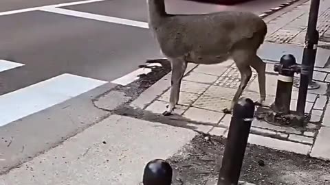 A Deer in Nara (Japan) politely waiting for traffic to stop before crossing...