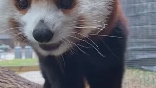 Cute baby fox 🦊