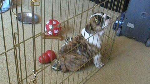 Larry The English Bulldog | Whining In His Playpen