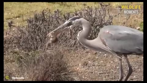 Heron is catching little birds for eating.