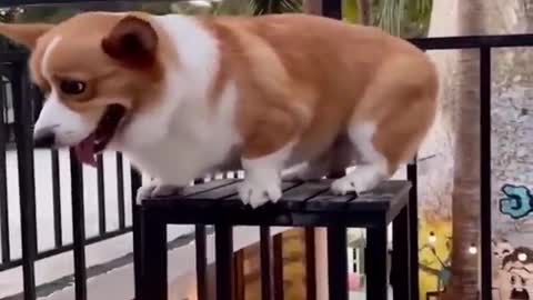 The Bitter Brain of the Short Legged Corgi Dog