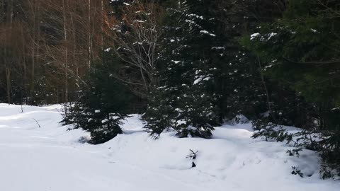 Bear in the ski resort...