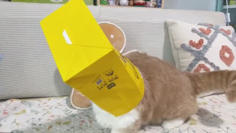 Your cat package is being packed by yourself!