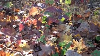 Polymerfasern im Berliner Herbstwald