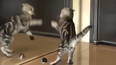 Funny cats video at good movements