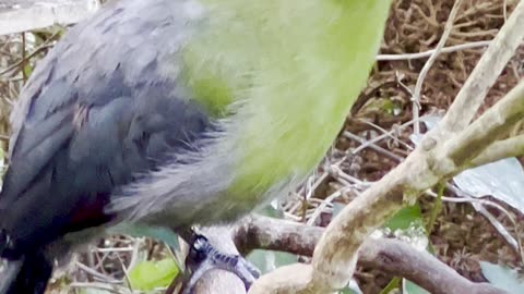 White Cheeked Turaco Male Bird Singing