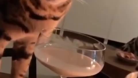 cute cat drinking