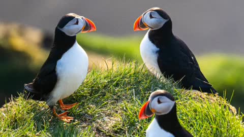 These birds look like something out of a fairy tale.