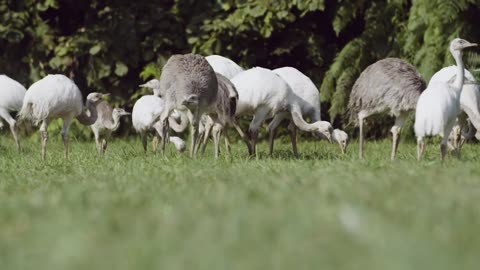 How Ostriches Evolved to Lay Eggs in a Joint Nest.