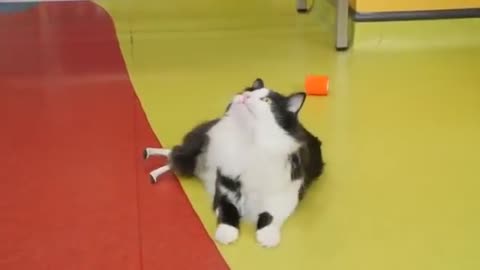 This cat underwent surgery on its hind legs.