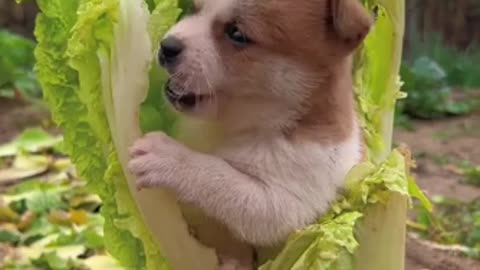 Cute puppy eating lettuce #2023 cute dog viral videos