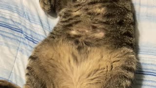 Carl's Cute Belly