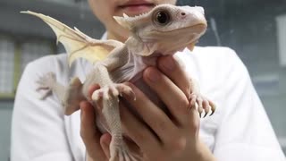 Baby Dragons: GMO or CGI?