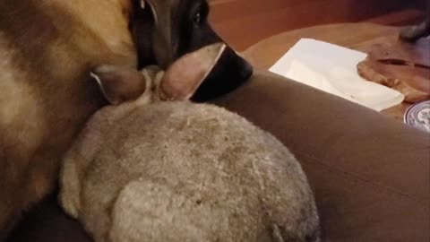 Bun Jovi the Rabbit Wants Cuddles From Abel the Pup