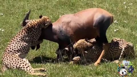 Worrying Moments Animals in the Wild Attack their Prey