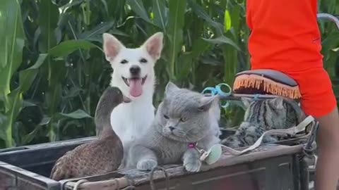 Funny Cats & Dogs