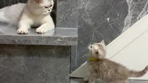 "Cuteness Overload: Two Cats and a Baby Attempt to Jump Up Together"