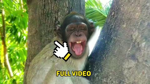 Funny video monkey 2023 cute cute ,Funny animals