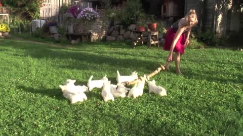 West Highland White terriers playing