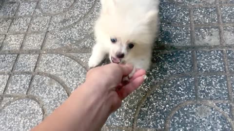 How Pomeranian Puppy Reacts When Seeing Stranger - Running, Barking? | Viral Dog Puppy