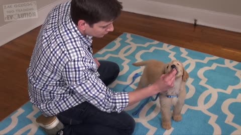 3 Easy Thinks to Teach Your New Puppy or Dog