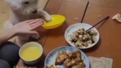 best funny dogs video