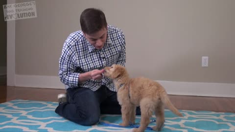 3 Easy things to teach new puppy