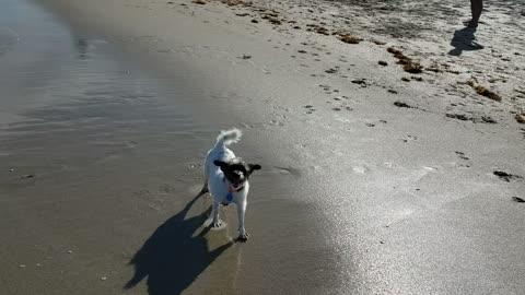 Doggy discovers waves are fun after all!
