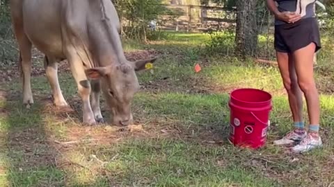My neighbor's cow comes to see me & stella #themaryburke #viral #trending