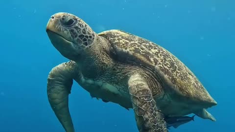 turtle flying video in the sea