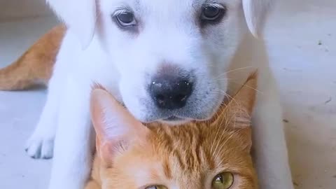 The friendship between a DOG and a CAT