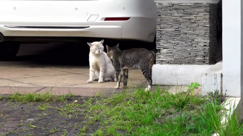 Two Cats Fighting Outside