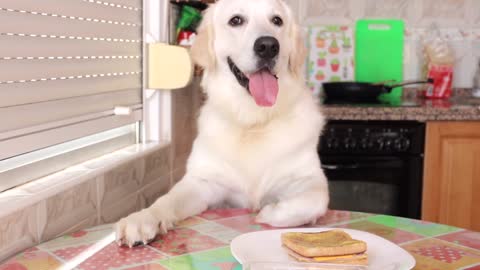 Dog Makes Sandwich For Breakfast For 1 Minute Funny Bailey