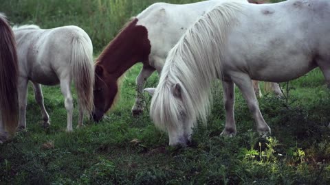 Horse eating grass.