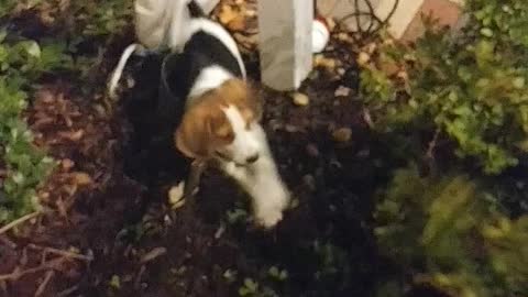 Coonhound tearing up a bush