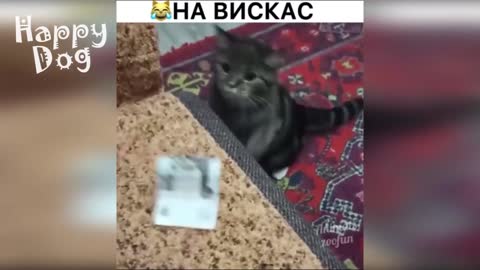 Funny cats and dogs Compilation