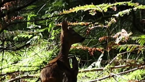 roe deer in the forest