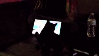 Cat trying to play video games.