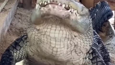 A crocodile eats a chicken in three seconds