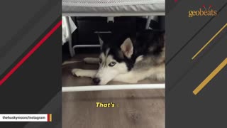 Assertive dog learns to say 'NO' to dad